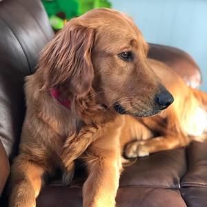 Meet your Posher, Ted